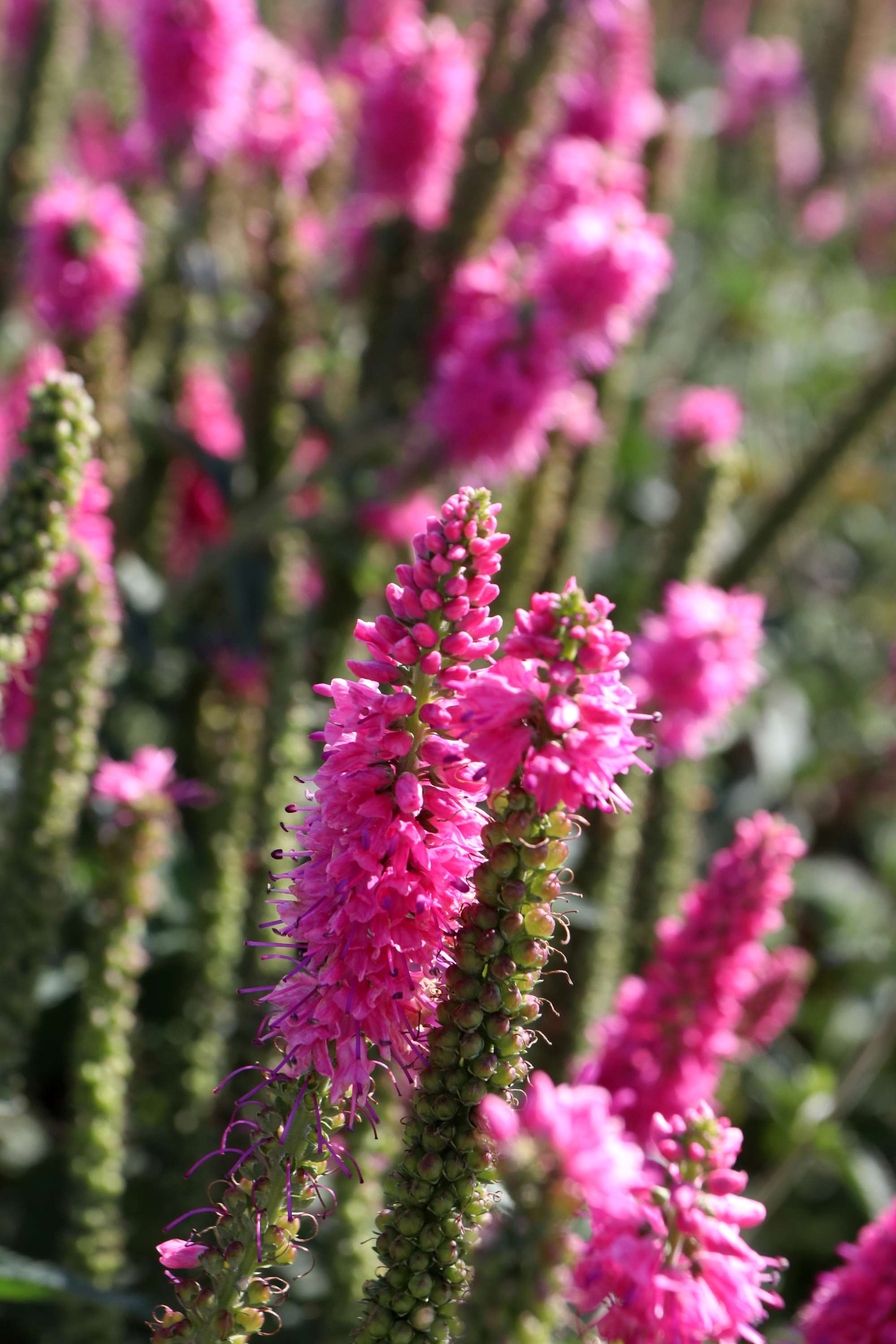 Strandveronika 'First Love'